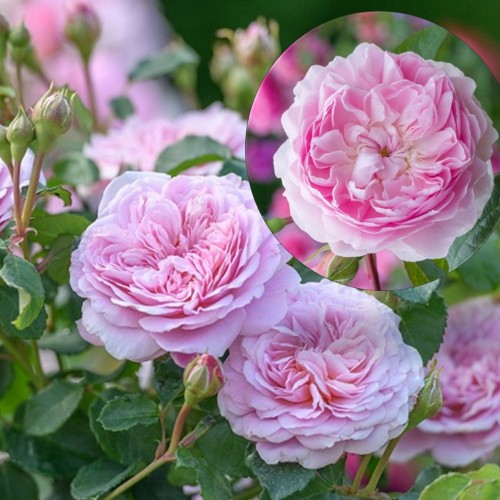 Rosa 'Silas Marner' - Roos 'Silas Marner' C4/4L